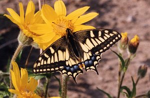 193 Swallowtail, Western Black, BL09P93I01b
